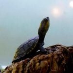 Tartaruga-do-Pantanal ou Tartaruga Cabeçuda