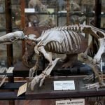 Tatu-Canastra é o maior do mundo e vive aqui