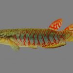 Novas espécies de peixes minúsculos são encontradas em Mato Grosso do Sul