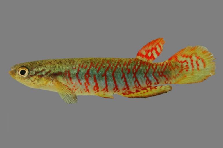 Novas espécies de peixes minúsculos são encontradas em Mato Grosso do Sul