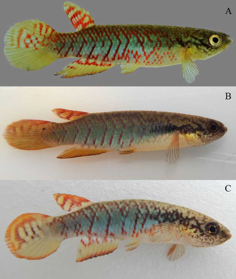 Novas espécies de peixes minúsculos são encontradas em Mato Grosso do Sul - Aquele Mato