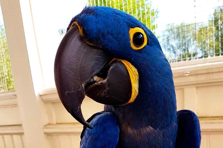 Arara Azul sorria