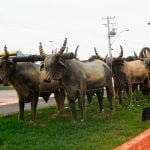 Porto Murtinho, portal-sul do Pantanal