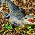 A majestade, o jacaré-do-Pantanal