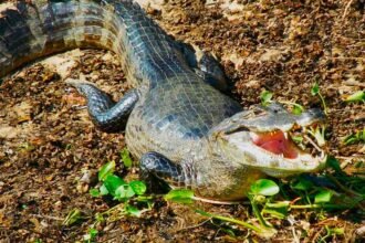 Caiman crocodilus yacare