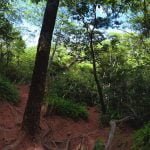 Explore: florestas de Mato Grosso do Sul para desbravar