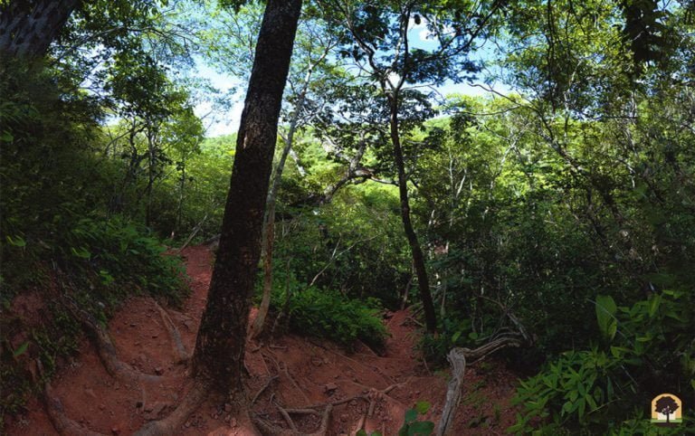 Explore: florestas de Mato Grosso do Sul para desbravar