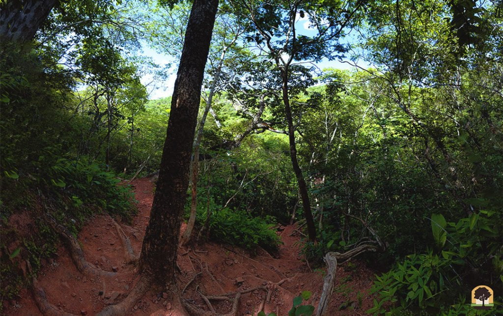 Florestas Mato Grosso do Sul