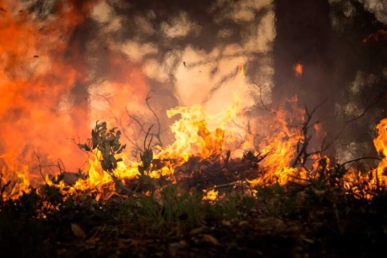 Em MS, queima de fogos de artifício se estendeu para a vegetação