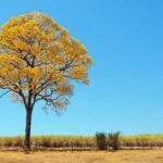 Campo Grande cria lei para proteger ipês e limitar excesso da espécie na arborização urbana
