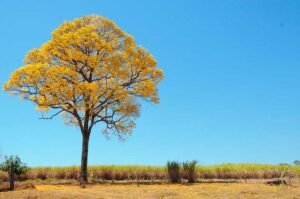 Campo Grande cria lei para proteger ipês e limitar excesso da espécie na arborização urbana