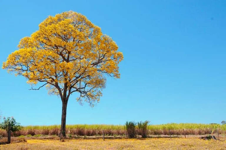 Campo Grande cria lei para proteger ipês e limitar excesso da espécie na arborização urbana