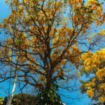 Quer plantar uma árvore em Campo Grande? Veja o que pode, o que evitar e o que a lei proíbe