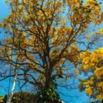 Quer plantar uma árvore em Campo Grande? Veja o que pode, o que evitar e o que a lei proíbe