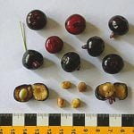 Suco de frutas: Onde está a pitanga de polpa azul?