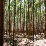 O eucalipto e a importância da água