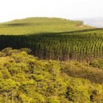 Expansão do eucalipto coloca MS em 2º lugar em florestas plantadas
