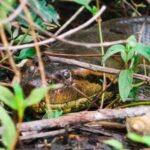 Pesca no Pantanal e o susto da sucuri