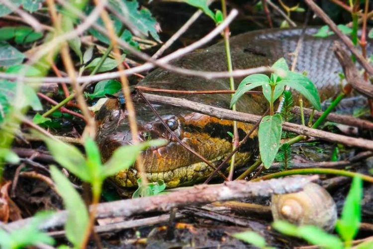 Pesca no Pantanal e o susto da sucuri - Aquele Mato