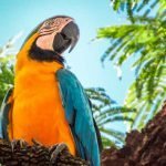 Preparando o ninho para a arara-canindé