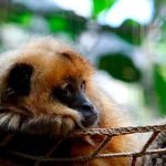 Bugio – o ronco no Pantanal