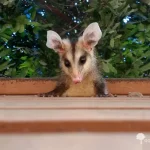 Saruê, o Gambá Brasileiro: Conheça Este Curioso Marsupial