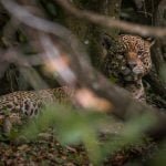 Onça de 16 anos prova que experiência é tudo ao dominar jacaré gigante no Pantanal