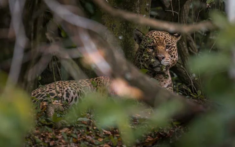 Onça de 16 anos prova que experiência é tudo ao dominar jacaré gigante no Pantanal