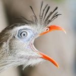 Canto da Seriema, a ave imponente e musical