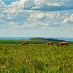 Mamífero do Cerrado: veado-campeiro