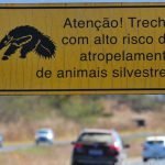 Atropelamentos: tem animais na pista!