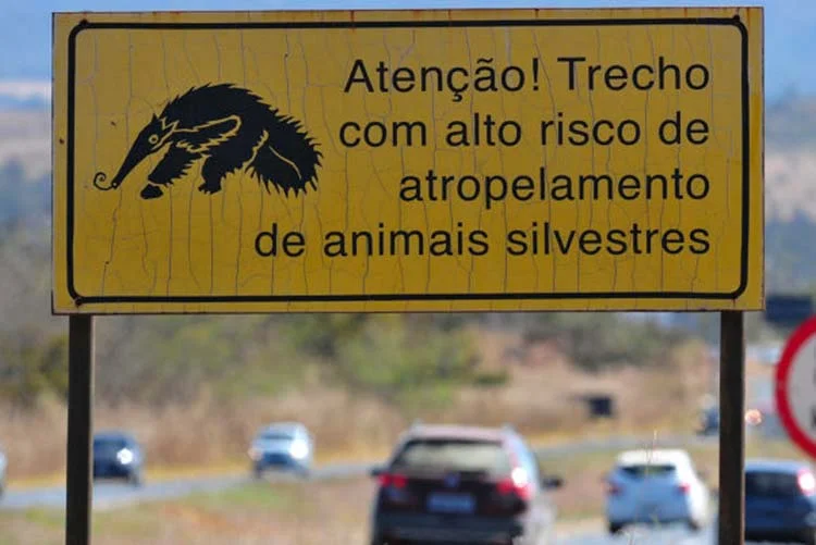 Atropelamentos: tem animais na pista! - Aquele Mato