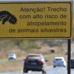 Plano Nacional para reduzir atropelamentos de fauna é aprovado na Câmara