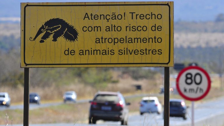 Plano Nacional para reduzir atropelamentos de fauna é aprovado na Câmara