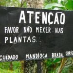 Mandioca amarela, parte da gastronomia de Mato Grosso do Sul