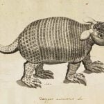 Tatu-de-rabo-mole o pequenino da fauna do cerrado