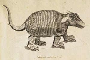 Subterrâneo e misterioso: conheça o tatu-de-rabo-mole, o “engenheiro invisível” do Pantanal