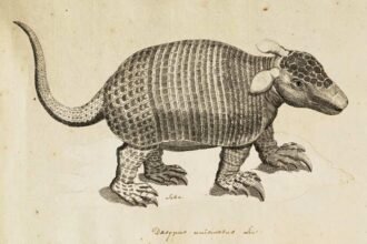 Subterrâneo e misterioso: conheça o tatu-de-rabo-mole, o “engenheiro invisível” do Pantanal