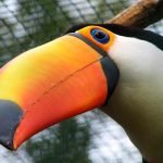 Exclusividade da América do Sul: tucano-toco