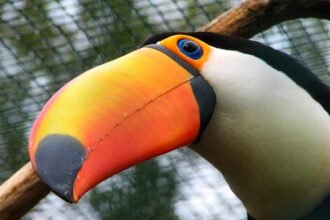Tucano-toco