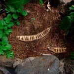 As flores da primavera em Campo Grande