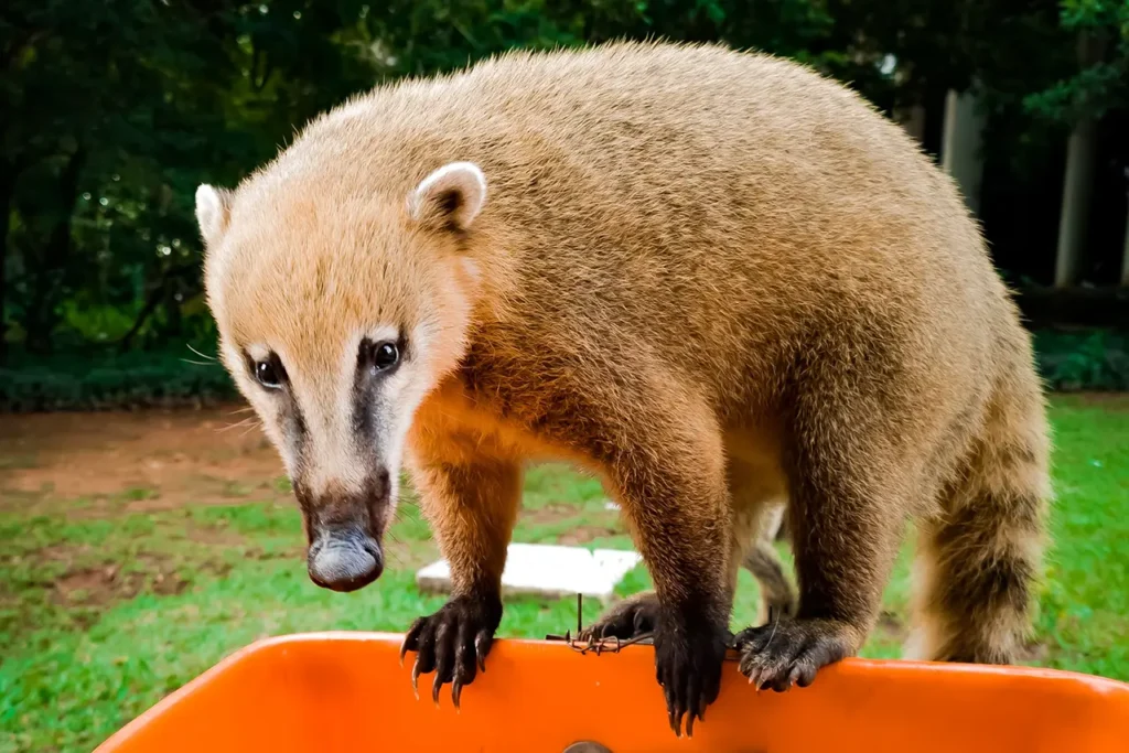 Quati: os anfitriões de Mato Grosso do Sul