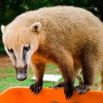 Quati: os anfitriões de Mato Grosso do Sul