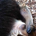 Endangered Pantanal animals - Aquele Mato
