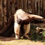 “Impressão digital” nas costas: ciência descobre que pelagem do tamanduá-bandeira serve para identificar cada animal único
