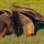 Pantanal se torna sede do 1º Centro Mundial de Pesquisa de tamanduás e tatus