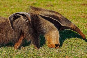 Pantanal se torna sede do 1º Centro Mundial de Pesquisa de tamanduás e tatus