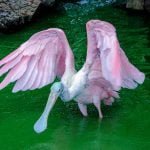 Colhereiro: patrimônio do bioma Pantanal