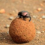 Os benefícios do besouro rola-bosta no Pantanal