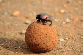Besouro rola-bosta: o inseto mais importante do Pantanal que você nunca parou pra observar